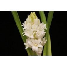 Hyacinth - White